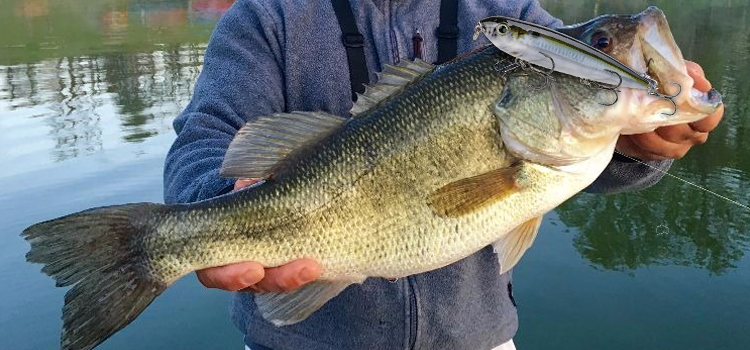 6 BEST LURES for FALL FISHING ANYWHERE in AMERICA!